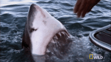 sharks GIF by Nat Geo Wild 