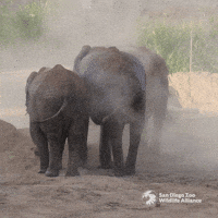 Skincare Explore GIF by San Diego Zoo Wildlife Alliance
