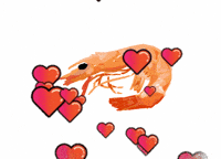 iHateRacism356 shrimp iloveshrimp GIF