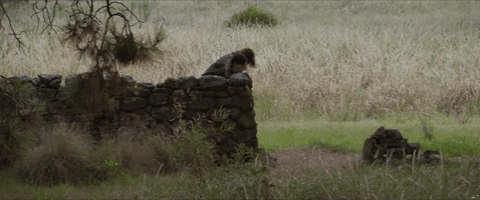 peter rabbit GIF