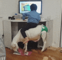 goat diaper GIF
