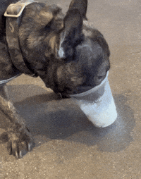 French Bulldog Eating GIF by TruRebels Distro