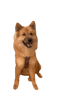 Office Dog Voss Sticker by Tina Voß GmbH