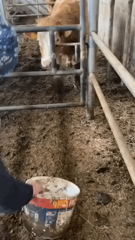 Clever Cow Uses Tongue to Open Gate