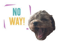 No Way Dog Sticker by theinstagramexpert