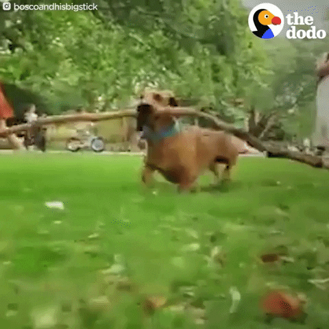 Dog Cute Dogs GIF by The Dodo