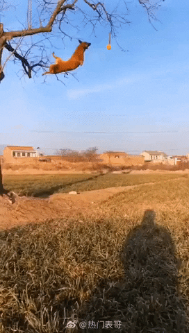 cuteanimalland giphyupload GIF