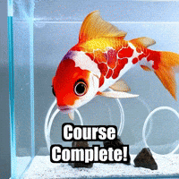 Koi Fish Agility GIF by TheConfishius