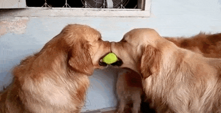 dog GIF
