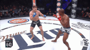 GIF by Bellator