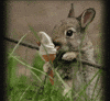 animales GIF