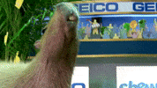 Capybara GIF by Puppy Bowl