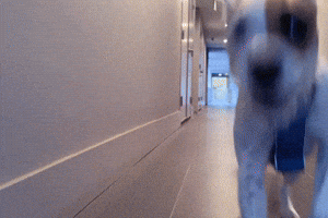 Let's Go on a walk, yeah buddy