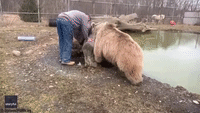 Curious Bear Makes Sure Wildlife Center Worker Passes Smell Test