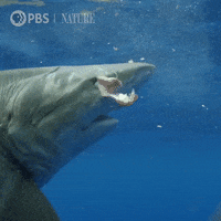 Pbs Nature Ocean GIF by Nature on PBS