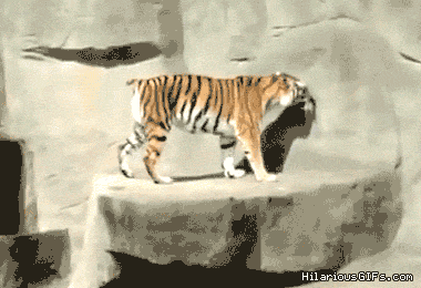 cat tiger GIF