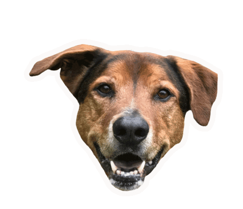 Diegodog Sticker by Pecksadventurepack