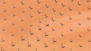 simplify GIF by Young The Giant