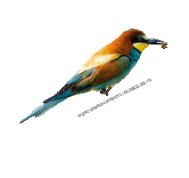 parcodeltapo nature bird bike duck Sticker