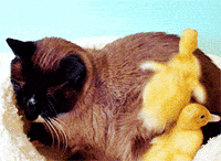 Cat Duck GIF