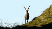 alpine ibex mountains GIF by Jerology