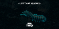 bbc nature bbc wildlife insect GIF