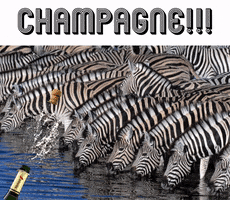 Champagne Esports GIF by BS+COMPETITION
