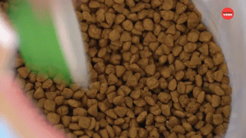 Dog Food Puppies GIF by BuzzFeed