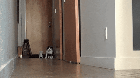 cat walk GIF
