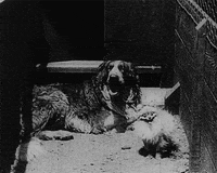 buster keaton daydreams GIF by Maudit