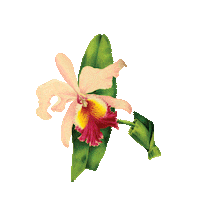 Flower Sticker by TATY PARRALES