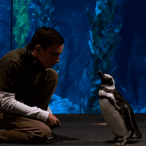 Keir Gilchrist Penguin GIF by NETFLIX