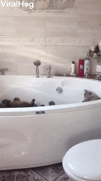 Three Cats Enjoy Naptime In The Bathtub GIF by ViralHog