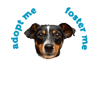 friendsofpacc cat dog pets adopt Sticker