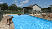 Happy Dogs Enjoy a Spring Swim