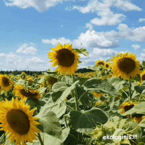 ekologinis flower sun sunflower saule GIF