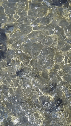 Simongip giphygifmaker GIF