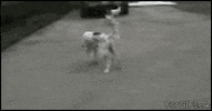 dead dog GIF