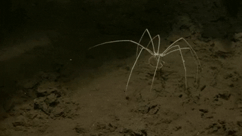 creature information GIF