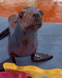 Hungry Sea Life GIF by Respective