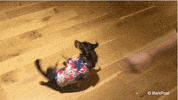 Party Lol GIF by The BarkPost