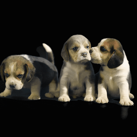 JumpConsulting giphyupload cute puppies pet business GIF