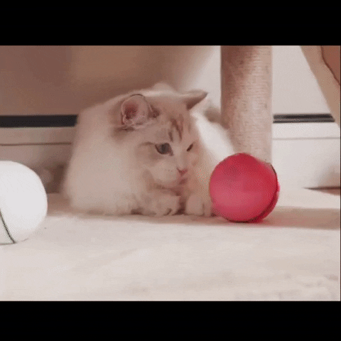 otilia-mirelasimeon giphygifmaker cat interactive toy GIF