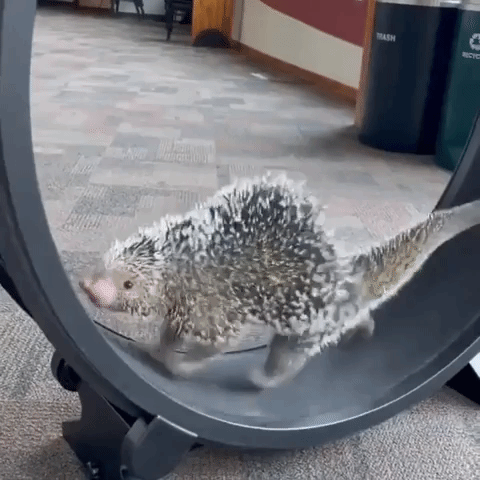 Porcupine Gets His Exercise