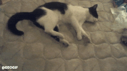 GIF by Demic