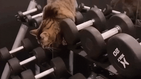 cuteanimalland giphyupload GIF