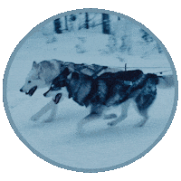 Pop Music Dog Sticker by Winona Oak
