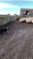 Storyful-271118-Sheep_Shows_Young_Herding_Dog_Whos