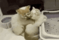 Kitten Cute Cats GIF
