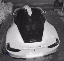 Ferrari Owner Baffled as Fox Uses Car as Toilet